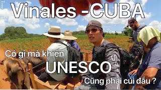 🇨🇺 UNESCO-100% Nông Thôn Cuba,coi để hiểu hơn về cuộc sống hiện tại của người Anh Em Cuba  ?