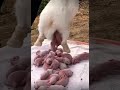 rabbit giving birth first time😎#rabbitgivingbirth #rabbit #shorts