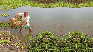 Very Amazing Net Fishing Video - Amazing Fishing By Village Fisherman - Traditional Net Fishing