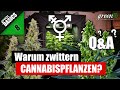 Mehr Ertrag durch Toppen ? | Wodurch Cannabis Pflanzen anfangen zu zwittern ? HomeGrow | GreenBasics