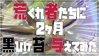 【猛者の水槽】大量の黒髭苔を入れてみた結果【アクアリウム】【苔取り生体大量の水槽】／ヤマトヌマエビ・シルバーフライングフォックス・サイアミーズフォックス・オトシンクルス