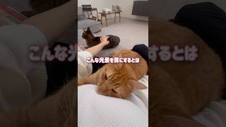 犬派だったママが保護猫を飼い始めたら沼った光景がコチラ【とらまる】