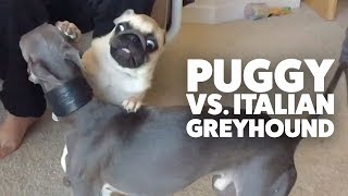 Pug and Italian Grey Hound play