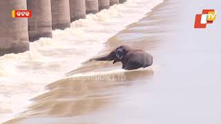 Rescue Operation On | Tusker Returns Back To Middle Of River Mahanadi