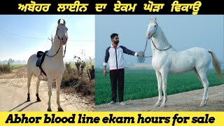 Abohar line horse for sale /  ਅਬੋਹਰ ਲਾਈਨ ਦਾ ਘੋੜਾ ਵਿਕਾਊ