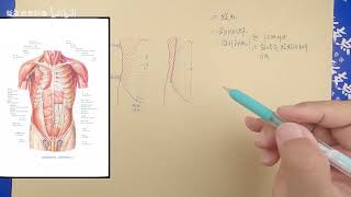 55  霍琨微课：最喜欢腹肌了 系统解剖学 专升本