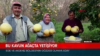 BU KAVUN AĞAÇTA YETİŞİYOR