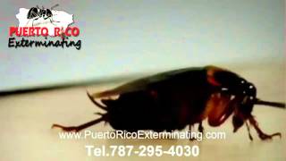 fumigador en puerto rico | servicios de fumigación en puerto rico | fumigación en san juan