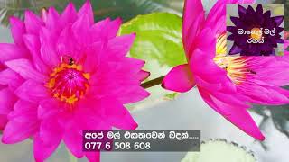 මානෙල් මල් |Manel_mal_wagawa |My waterlilies collection