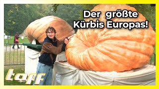 Der Kürbis-King: Stolze 1052 Kilo bringt der größte Kürbis Europas auf die Waage