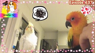 コガネメキシコインコなでなで、オカメインコが嫉妬？Cockatiel is jealous of sun conure?