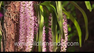 Rhynchostylis retusa or Foxtail Orchid in full bloom in North India