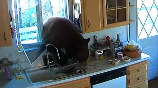 Hungry Bear Breaks Through California Kitchen Window for M\u0026M's