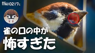 0217C【スズメの口の中がヤバい】電柱に巣作り物件探し。ヒヨドリはニンジン食べられる？まるい鳥ジョウビタキとシジュウカラ鳴き声【野鳥撮影】