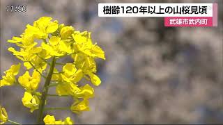 馬場の山桜