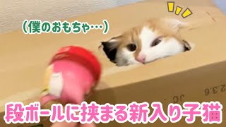 おもちゃ欲しさに段ボールに挟まってしまう新入り子猫