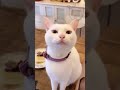 #cat #funny #catlover #cutecat #pets #catvideos #memes #simeong #cuteanimal