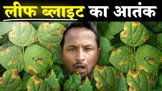 दाग मिटेगा-PROFIT खिलेगा💯💰| Leaf Blight Attack \u0026 Control | Crop Disease \u0026 Pest: S1E8 | Indian Farmer