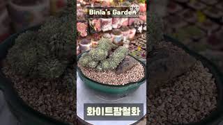 #비니아 #화이트팜 #화이트팜철화 #succulent #다육식물