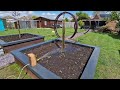 planting a second cherry blossom tree garden project 2023 part 7