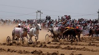 बब्या \u0026 डोंगरीया कसा पळतोय |dongariya \u0026 babya कोकण बुक