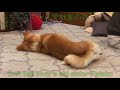 暑いけど根性で寄り添う秋田犬たち【akita inu】it s hot but snuggle up