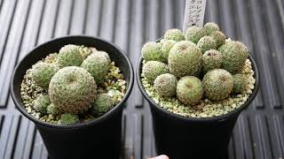 [品種紹介]多肉植物 サボテン Sulcorebutia mizquensis[スルコレブチア ミズクエンシス]