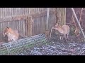 foxes mating in the garden.