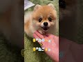 クマさんカット後の手乗りあご🫰💕　 ポメラニアン pomeranian 小型犬 癒し 癒し きなこ पोमेरेनियन कुत्ता