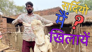 सर्दियों मैं ये खिलाके | बकरियों को मोटा बनाते है ये किसान | 🐐