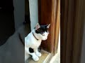 Cute cat reaction to strangers