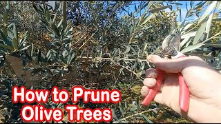 تقليم شجرة الزيتون خطوة بخطوة من البداية حتى النهاية. How to prune olive tree