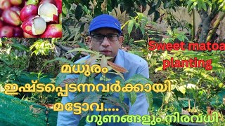 മട്ടോവ നടൂ,വേണ്ടുവോളം മധുരം ആസ്വദിക്കാം #matoa#planting#tropical fruit #rainbow matoa#exotic plant