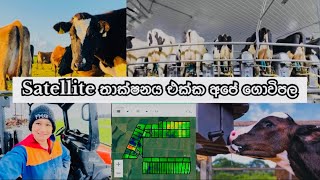 Daily Routines Dairy Farming In New Zealand 🇳🇿 || නවීන තාක්ෂනයට තණකොළ ගණනය කිරීම