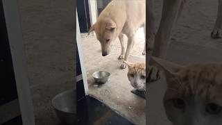 यही है वह जो मेरा घर आने का इंतजार करता है ॥ #dog #doglover #pets #love #youtubeshorts #yt