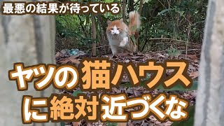 【野良猫】雨の日に近づいてはいけない猫ハウスがある【ここに生きた真実の記録#201】