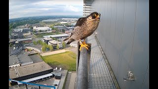 PEREGRINE FALCON - LIVE Nest Camera 2025 - The Netherlands  LIVE - Slechtvalken