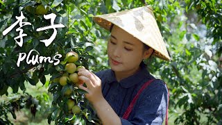 「一席一果」李子——替料理增香调味的酸甜爽口【滇西小哥】