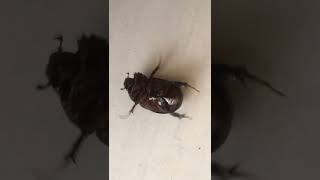 سوسک کوچلو ما برای برعکس شدن خودش خیلی تلاش میکنه #beetle #beetlejuice #حشرات #l