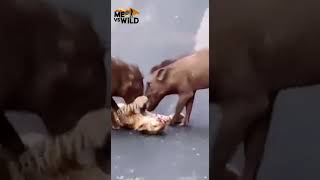 Attack on sri lankan lepord by wild boars - Me vs Wild