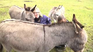 Reportage: Loslopende hond valt ezel aan in Van Heekpark in Enschede ( TV Enschede )