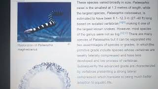 Prehistoric profile Palaeophis