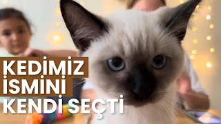 WE NAMED OUR CAT 🥰😍 OUR CAT CHOOSE HIS OWN NAME ❤️ FUN KIDS' VIDEOS 😂😂