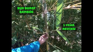 Growing Sun Burst bamboo | 1 year review