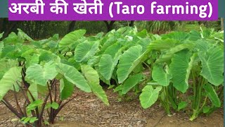 अरबी #arui# भुईया#taro farming