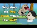 Why does my Dog Stink when it is Wet? + more videos | #aumsum #kids #science #education #children
