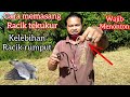 Cara memikat burung tekukur liar pakai racik rumput (kelebihan racik rumput)