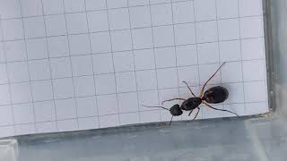 Camponotus mitis (China) 03.10.2021