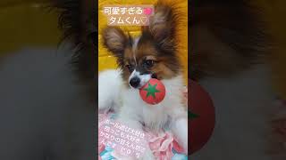 ライラック犬舎　パピヨンブリーダー　千葉県　オーナー様募集中　ぽっ子♡タムくん💙