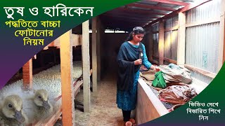 তুষ ও হারিকেন পদ্ধতিতে হাঁসের বাচ্চা ফুটানোর কৌশল। Incubation System। EP 39